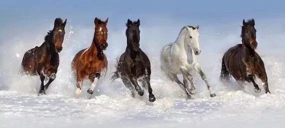 下雪了!冬季护理马匹,这五点要注意! 
