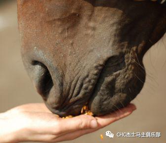 只吃草？一匹赛马的饮食可能比普通人还讲究