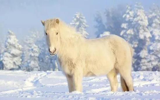 马匹冬季护理:喝水,凉的还