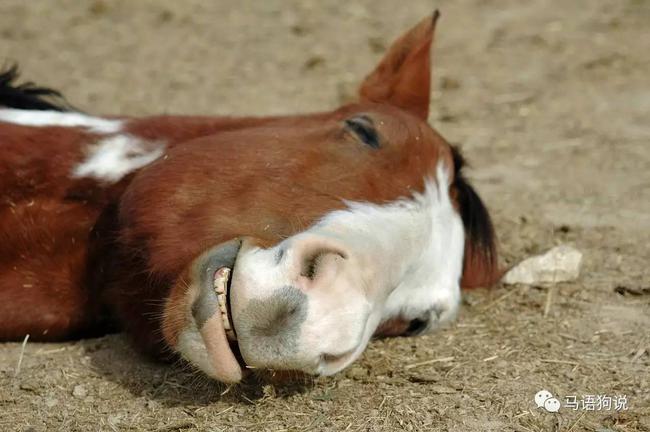 这些方法让失眠小马拥有好睡眠