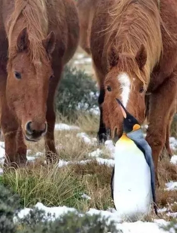 可爱的企鹅和暖马们的故事